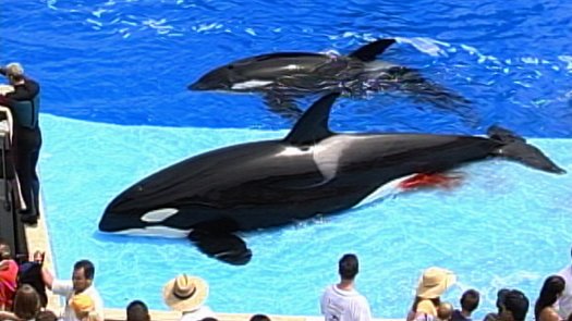 Blackfish blu-ray anmeldelse Blackfish blu-ray anmeldelse